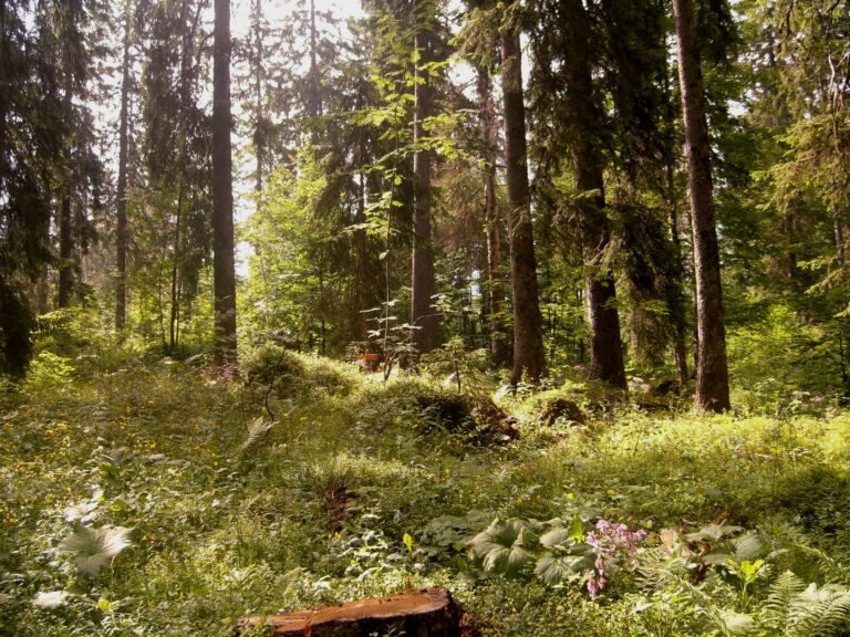 Lire la suite à propos de l’article L’obligation réelle environnementale, un outil au service de la biodiversité