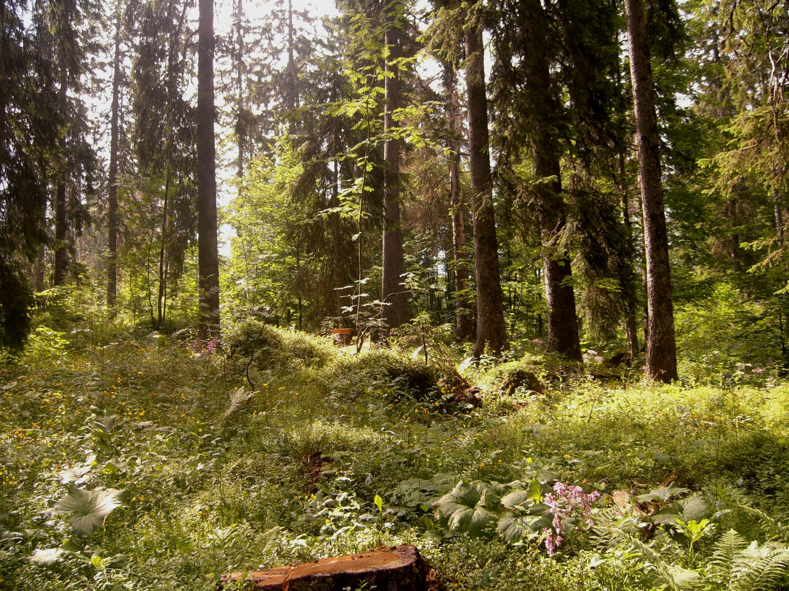 You are currently viewing L’obligation réelle environnementale, un outil au service de la biodiversité