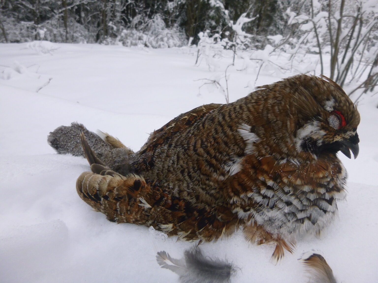 Gélinotte des bois – Groupe Tétras Jura