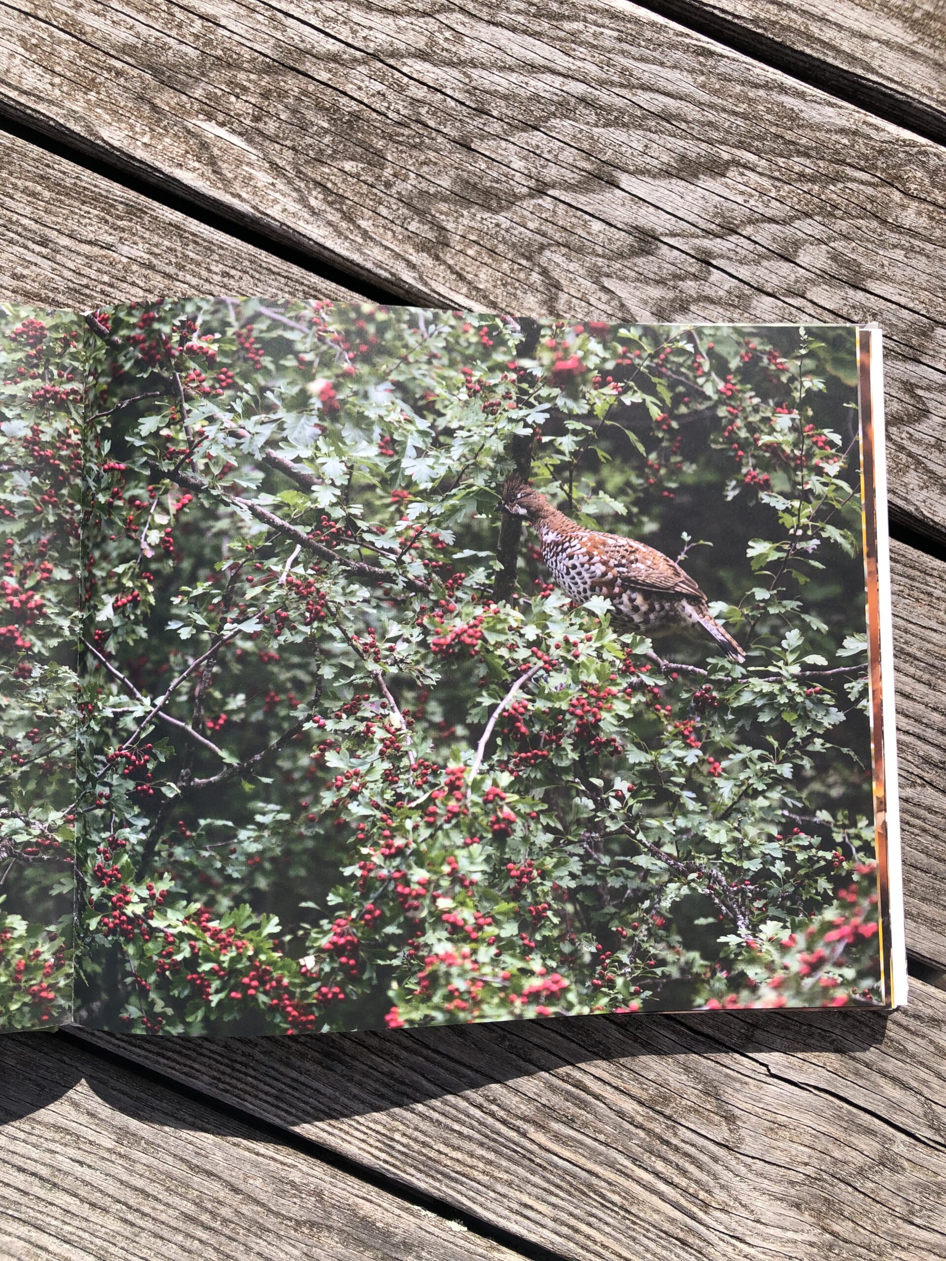 La quête de la gélinotte des bois – Image 2