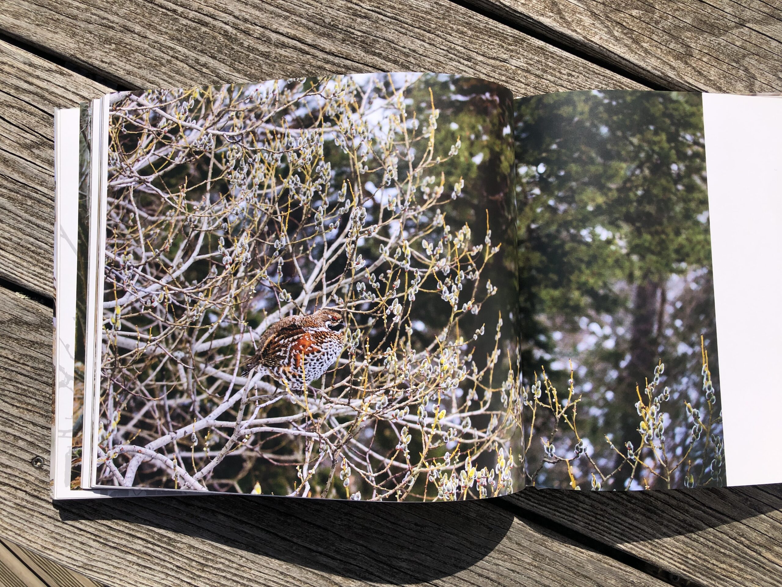 La quête de la gélinotte des bois – Image 4
