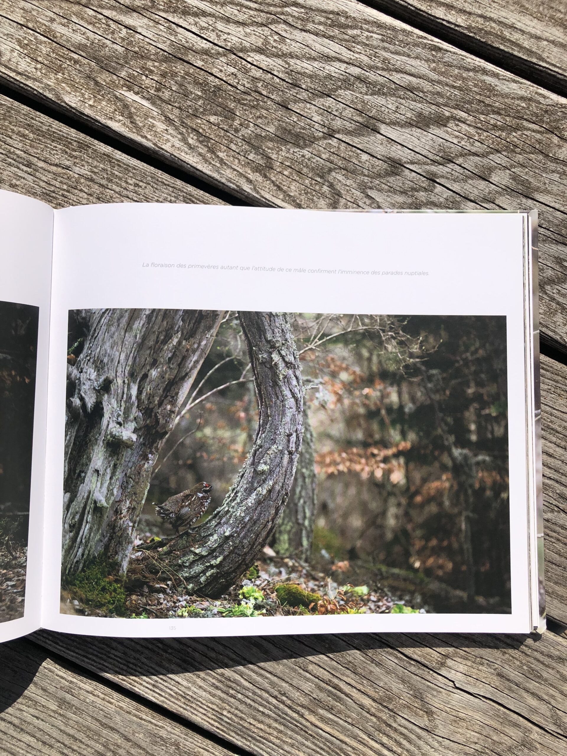 La quête de la gélinotte des bois – Image 5