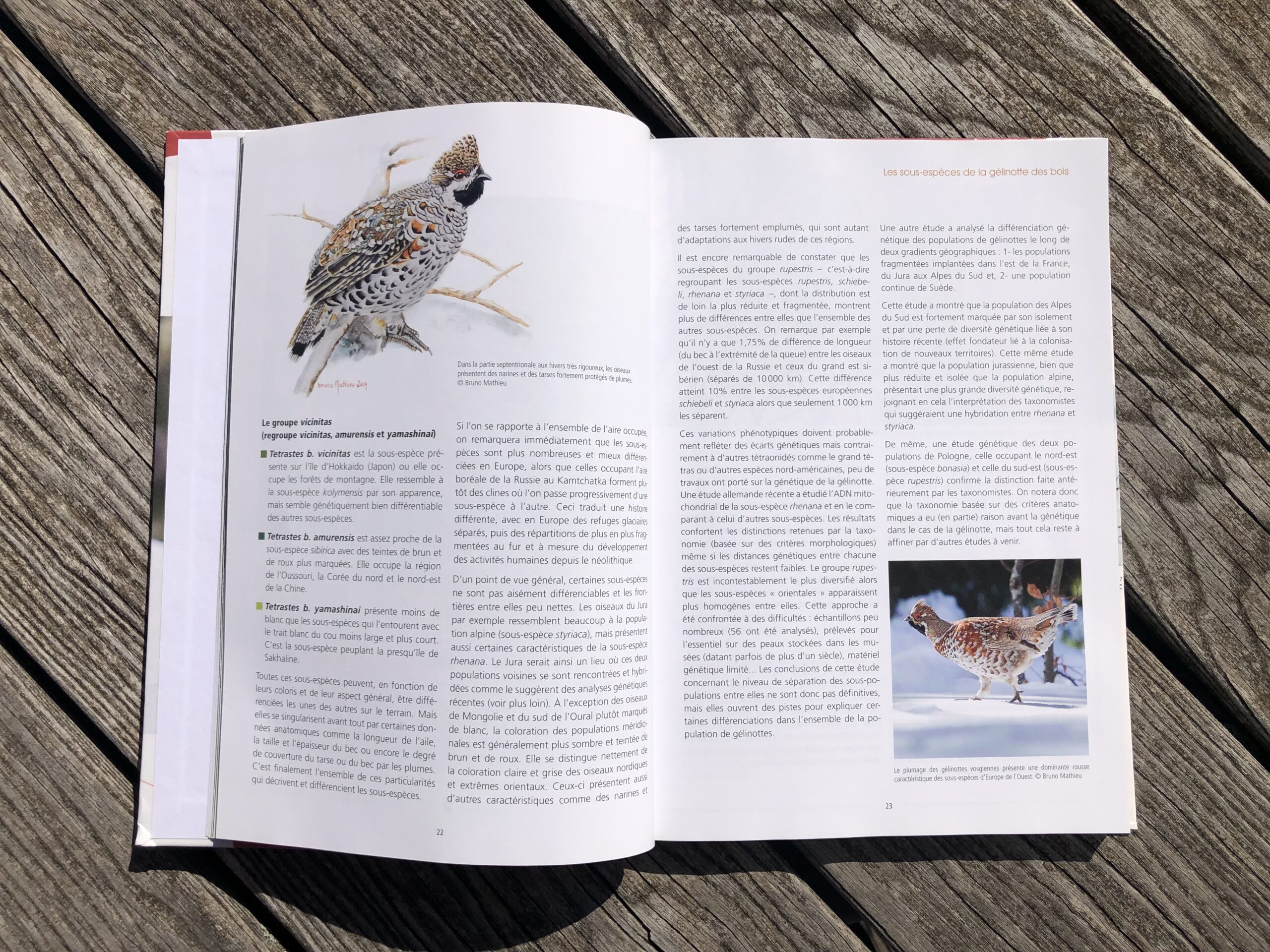 La Gélinotte des bois – Image 2