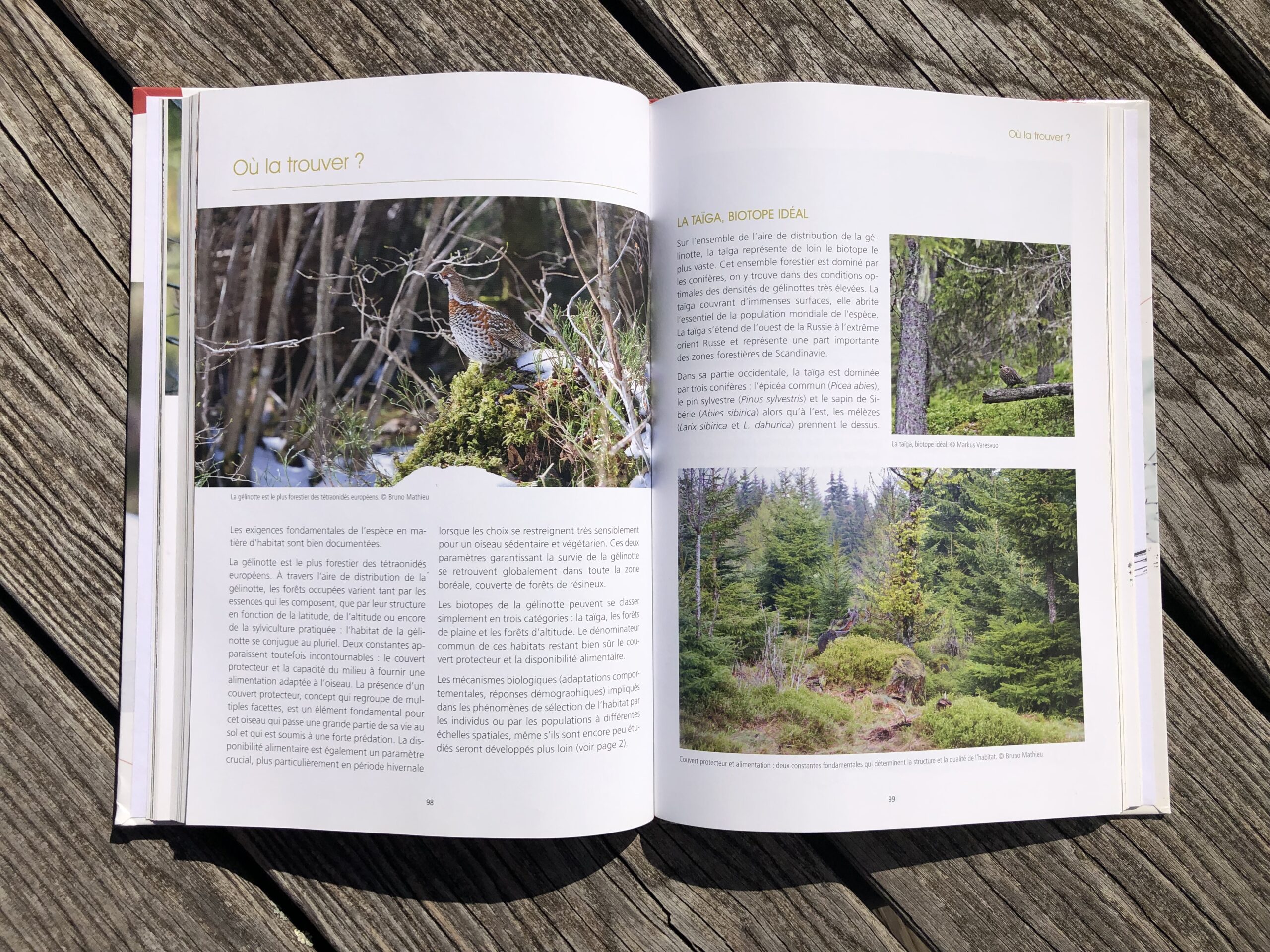 La Gélinotte des bois – Image 3