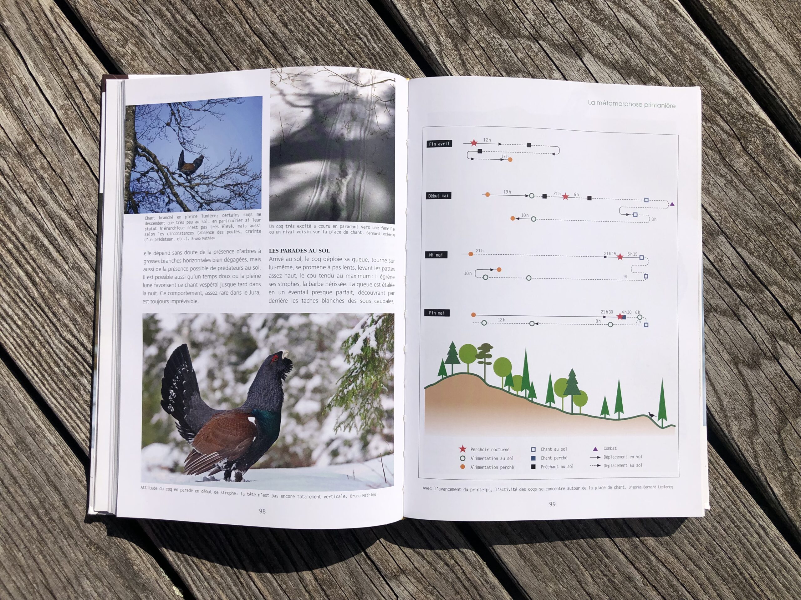 Le Grand tétras – Image 2