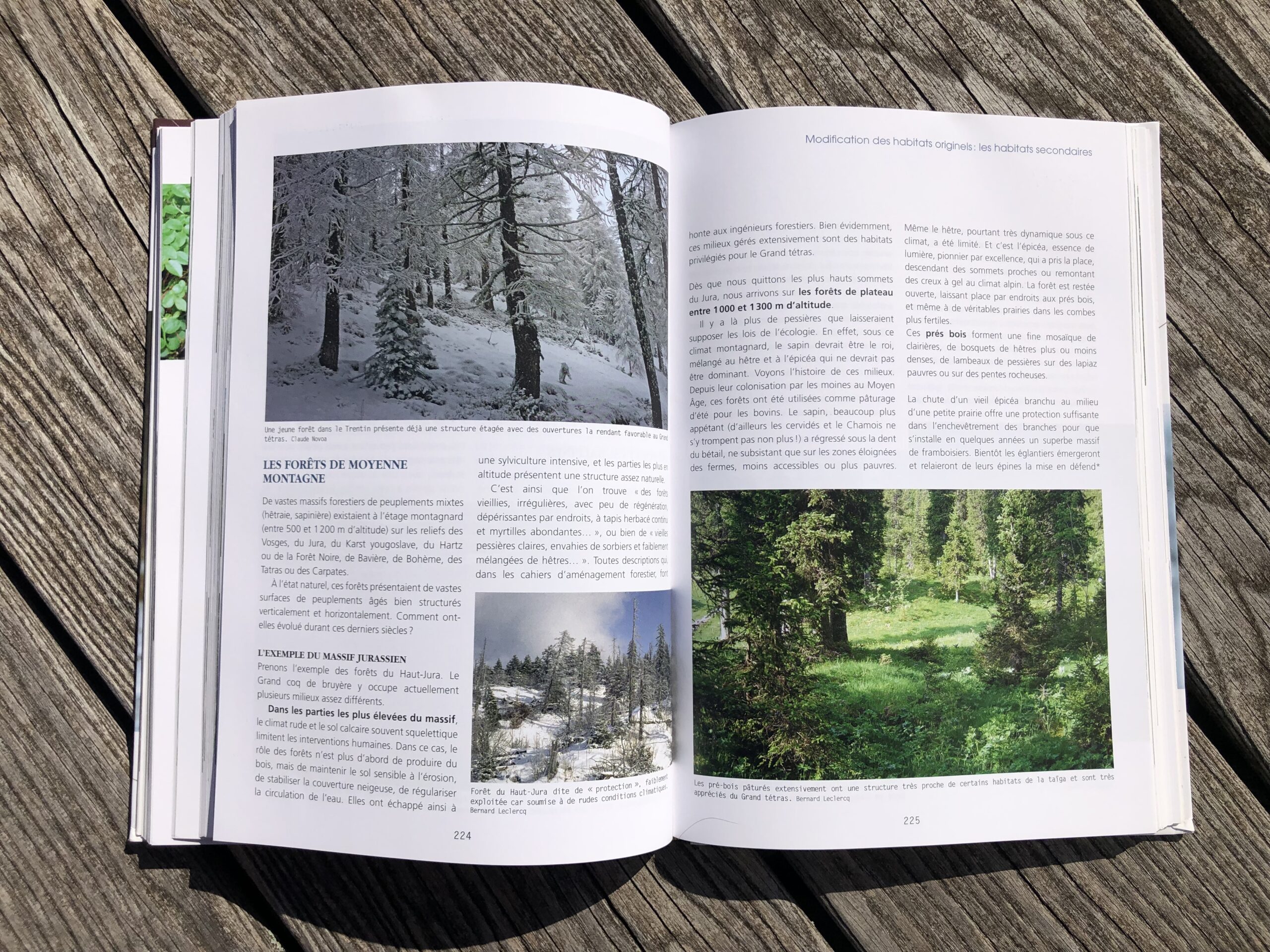 Le Grand tétras – Image 3