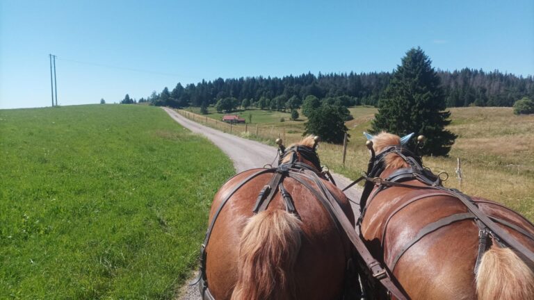 Lire la suite à propos de l’article Le GTJ recrute un Volontaire en Service Civique d&rsquo;avril à septembre​