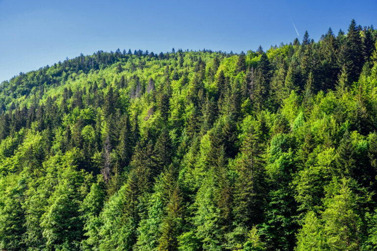 Lire la suite à propos de l’article Un nouvel Arrêté Préfectoral de Protection de Biotope pour les forêts d’altitude du Haut-Doubs