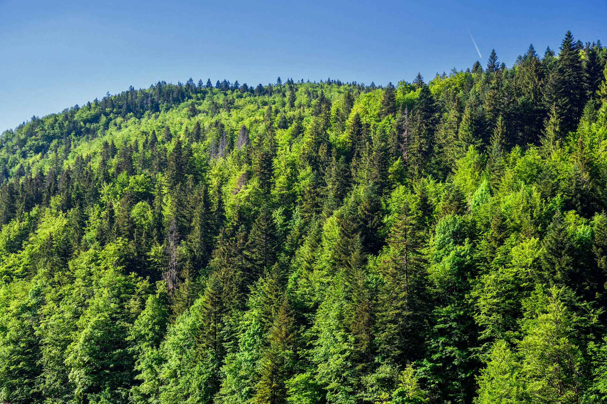 You are currently viewing Un nouvel Arrêté Préfectoral de Protection de Biotope pour les forêts d’altitude du Haut-Doubs