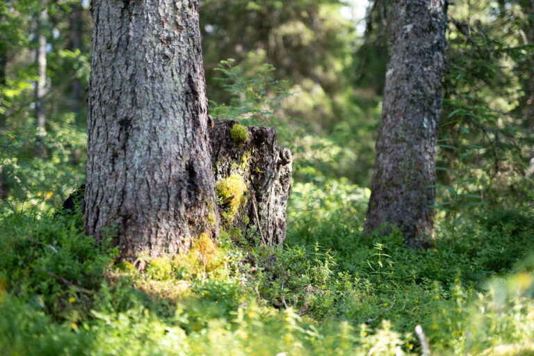 Lire la suite à propos de l’article CONFÉRENCE : Hier la toundra, demain la garrigue ?