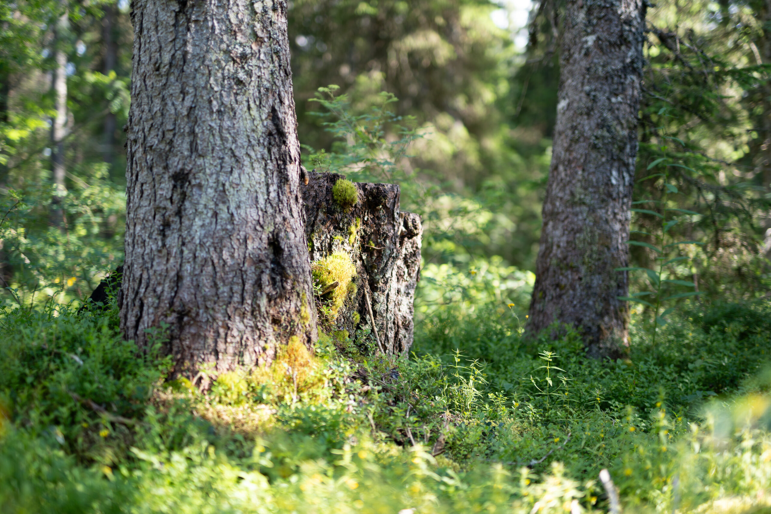 You are currently viewing CONFÉRENCE : Hier la toundra, demain la garrigue ?