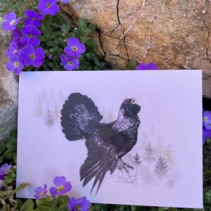 Carte postale – Grand tétras